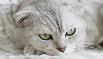 黔西最新的高价找中介取公积金违法吗方法分享(黔西中介取公积金怎么收费教程)